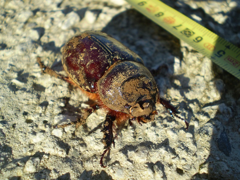 Oryctes nasicornis femmina